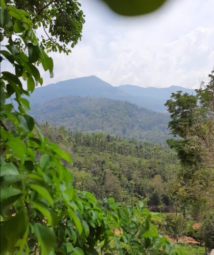 3 Acre property for sale in Mananthavady, Wayanad