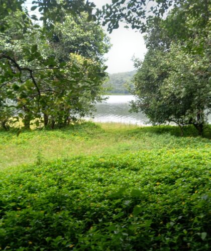 3 Acre property for sale in Mananthavady, Wayanad