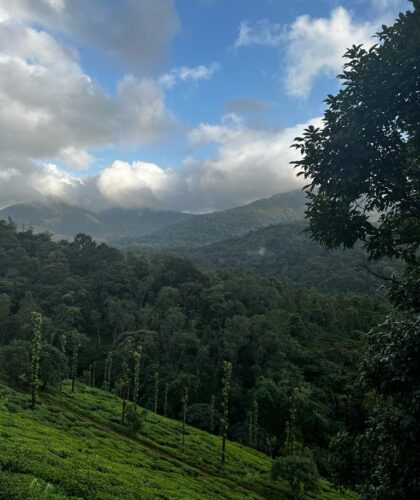 3 Acre property for sale in Mananthavady, Wayanad