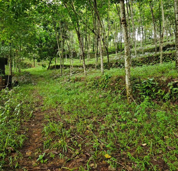 Prime Rubber Estate Land for Sale in Thodupuzha, Idukki