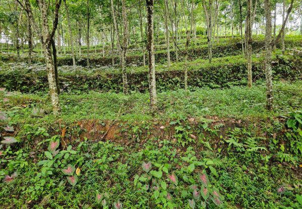 Prime Rubber Estate Land for Sale in Thodupuzha, Idukki