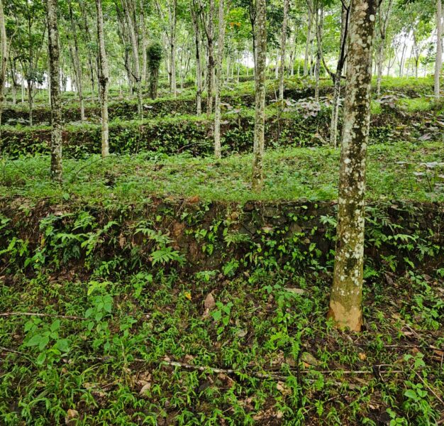 Prime Rubber Estate Land for Sale in Thodupuzha, Idukki